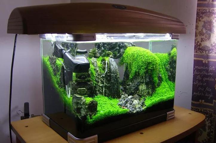 这个小缸太厉害了，佩服作者的养功