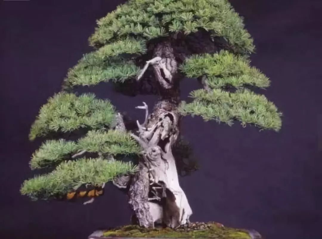 哪些名贵盆栽越养越有价值 (适合久养的珍稀盆栽)