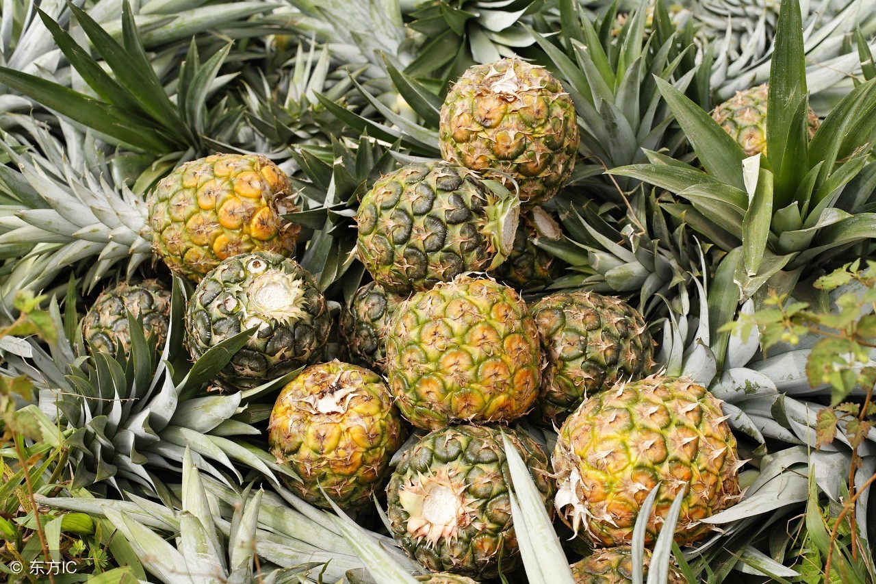 菠萝和凤梨是同一种水果吗,菠萝跟凤梨是一种水果吗