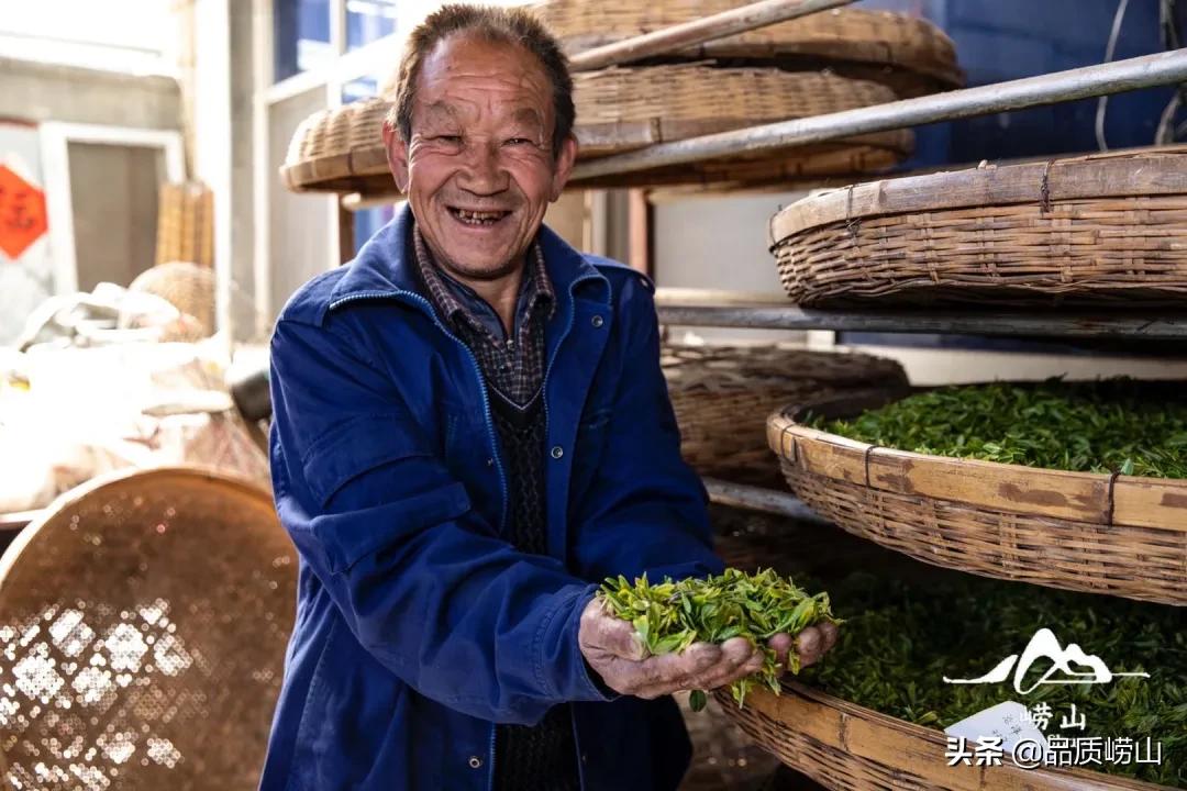 崂山茶特色,简单也许是最好的