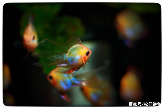 新手养凤尾短鲷注意什么,金波子适合跟什么鱼养