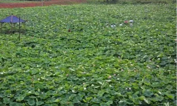 鹰潭好还是贵溪好,贵溪是一个怎样的地方