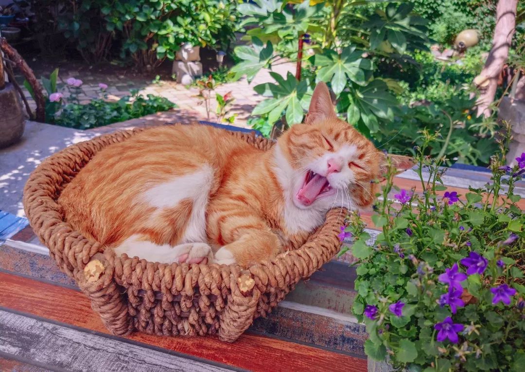 三亚和青岛旅游哪里好,三亚和青岛哪个好玩