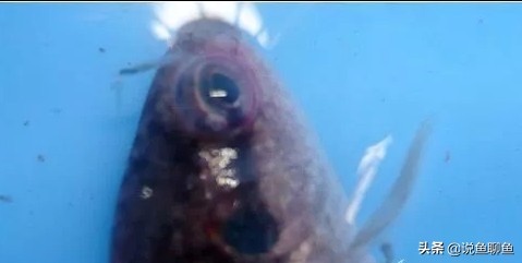 锚头蚤寄生虫怎样治疗,中国斗鱼寄生虫图片