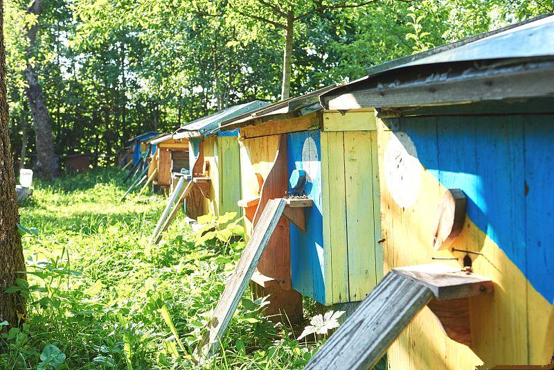 蜜蜂养殖防范马蜂的措施有哪些,蜜蜂养殖怎样治理巢虫