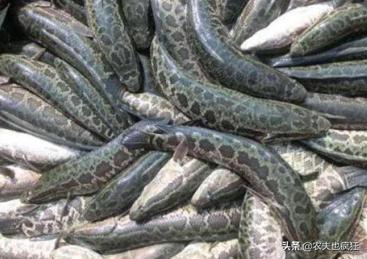 <html>
<head><title>502BadGateway</title></head>
<body>
<center><h1>502BadGateway</h1></center>
<hr><center>nginx</center>
</body>
</html>
<!--apaddingtodisableMSIEandChromefriendlyerrorpage-->
<!--apaddingtodisableMSIEandChromefriendlyerrorpage-->
<!--apaddingtodisableMSIEandChromefriendlyerrorpage-->
<!--apaddingtodisableMSIEandChromefriendlyerrorpage-->
<!--apaddingtodisableMSIEandChromefriendlyerrorpage-->
<!--apaddingtodisableMSIEandChromefriendlyerrorpage-->
