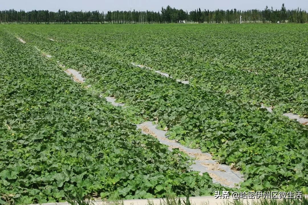 哈密市伊吾县淖毛湖镇,新疆淖毛湖晚熟哈密瓜