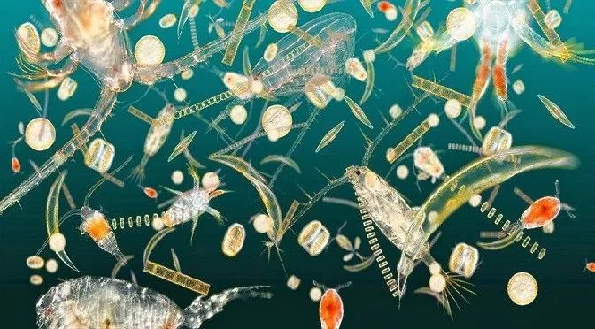 吃海藻类食物有什么好处,吃海藻芽的好处