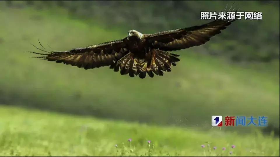 国家保护动物受伤被救,被国家保护动物致死怎么处理