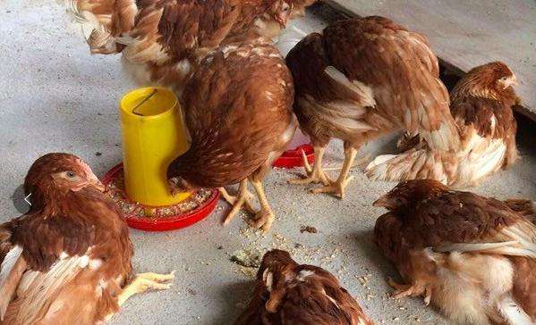 关节肿胀有积液滑膜炎怎么治疗,关节滑膜炎能治好吗