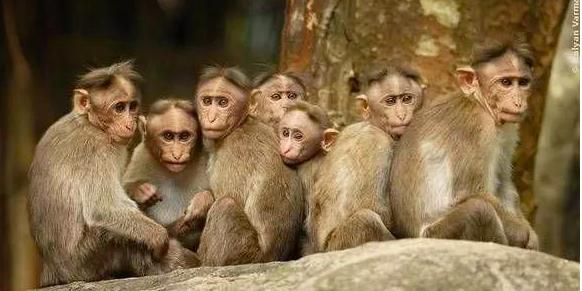 印度猴子泛滥成灾怎么处理,印度猴子泛滥成灾