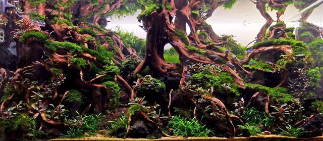 鱼缸水草不长绿藻要怎么做,水草缸如何避免爆藻