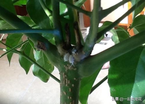 养花土里小虫怎么处理,养花虫子怎么消灭最快