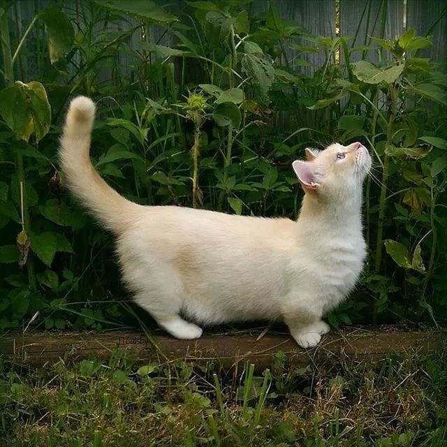 贵族阿比西尼亚猫,神秘的波斯猫