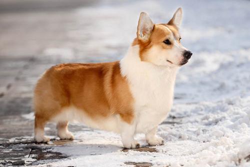 阿里、京东都在卖活体猫和狗，宣称质量保证、血统纯正，敢买吗？