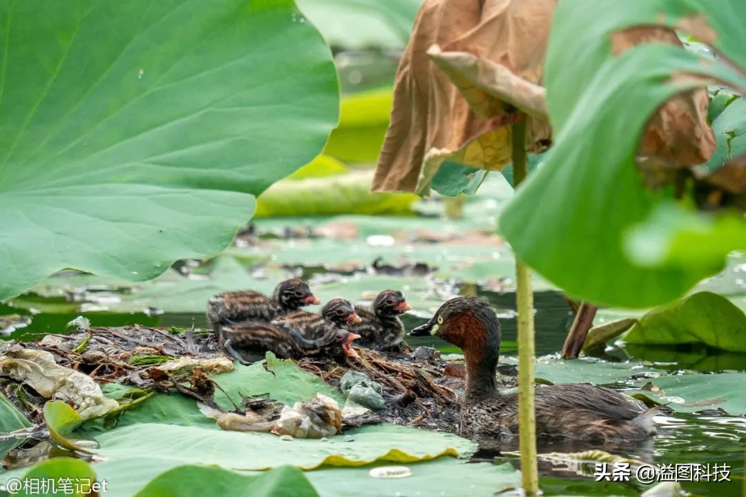适马150-600s镜头评测,适马新镜头70-200
