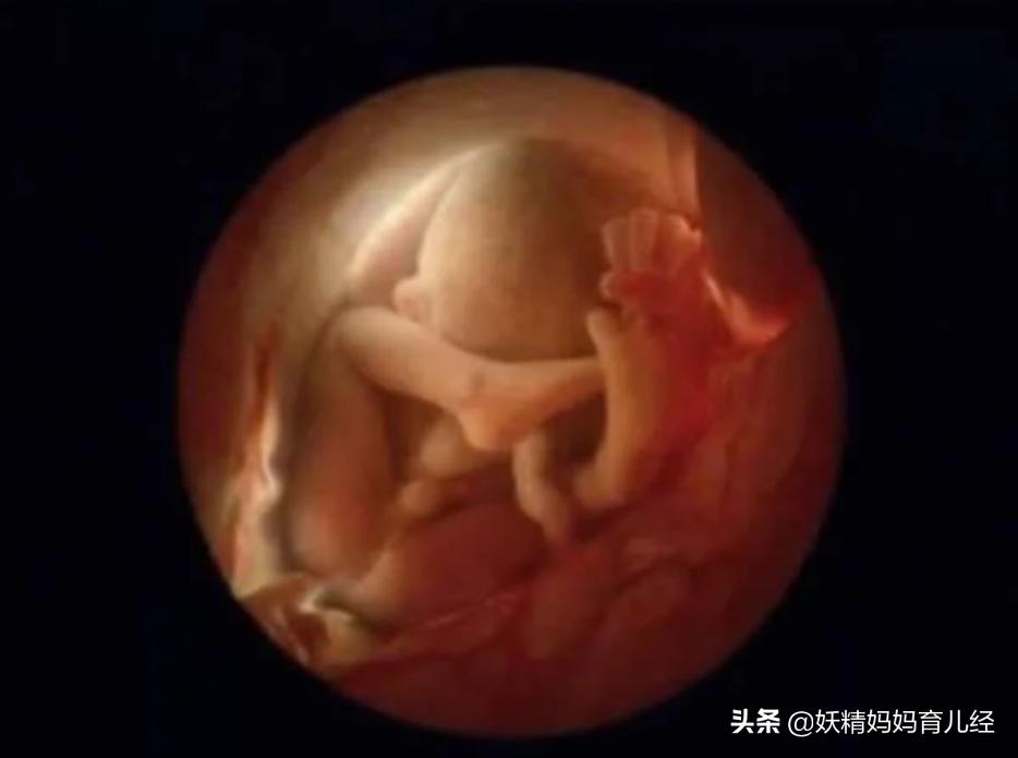 宝宝在妈妈肚子里发育过程图卡通,宝宝在妈妈肚子生长图