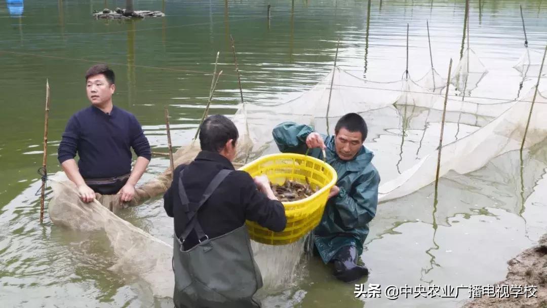 【农广天地】滑溜的财富抓起来