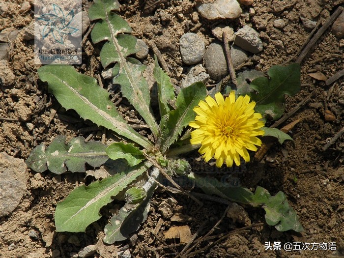 1分钟了解蒲公英,蒲公英科普知识资料大全