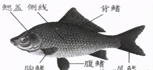 济南版八年级上册生物知识点归纳,八年级上册生物期末必考的知识点