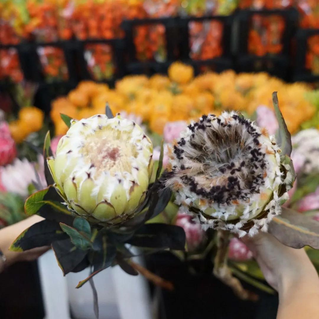 花卉市场晚上营业,今天的花卉市场