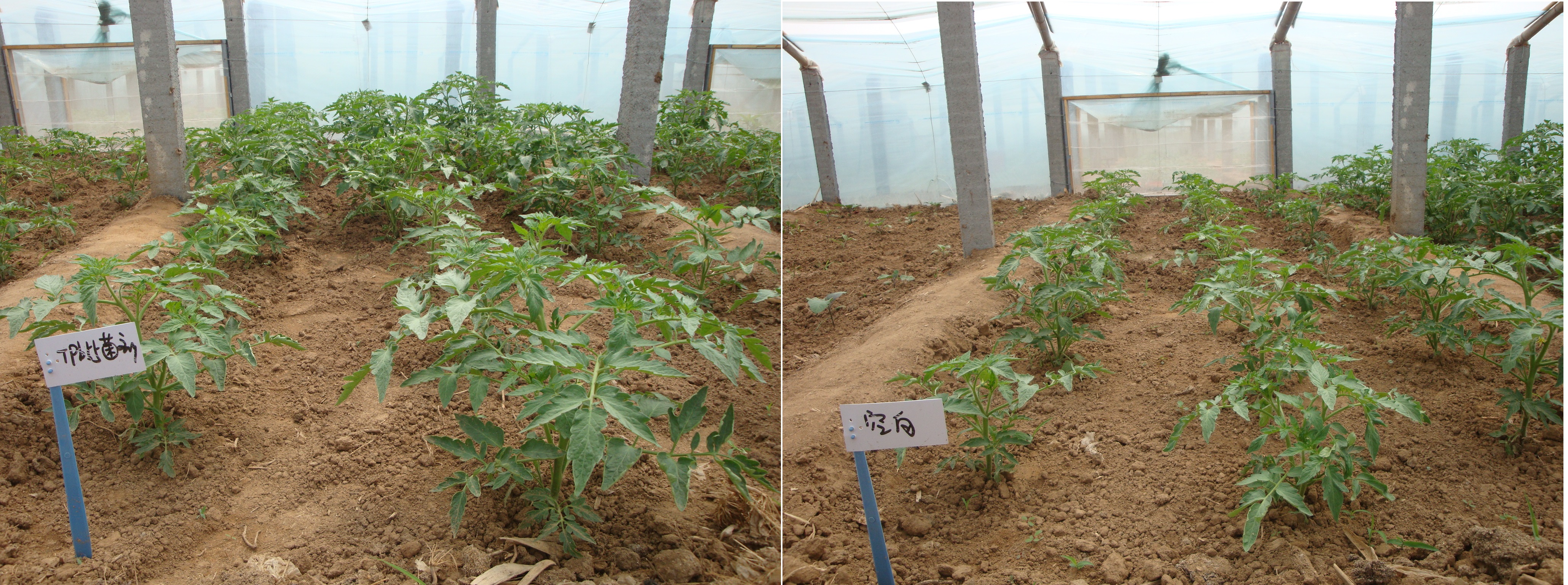 枯草芽孢杆菌在植物病害生物防治中的应用及其机理（上）