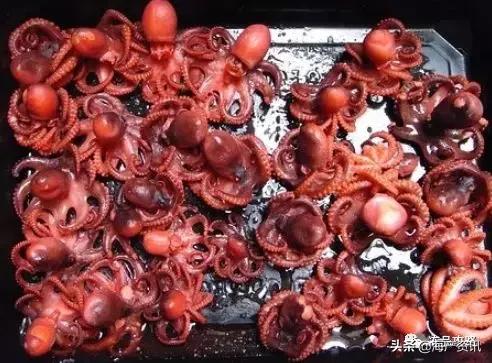 海洋中的“软氏三兄弟”,鱿鱼、墨鱼、章鱼,你分得清楚吗?