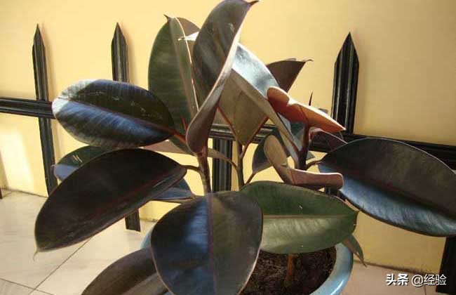 印度橡皮树的养殖方法视频讲解,橡皮树的养殖方法和注意事项大全