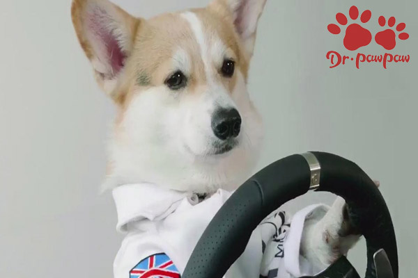 菲尔顿宠物佛山店,菲尔顿宠物药店