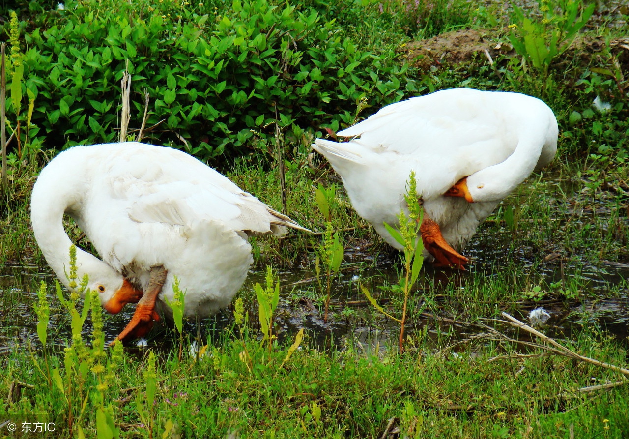 为什么蛇那么怕鹅的粪便,为什么凶猛的蛇会怕鹅呢