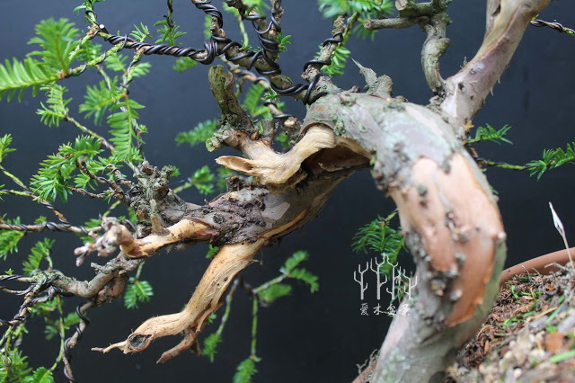 盆景改变造型,红豆杉老桩盆景造型