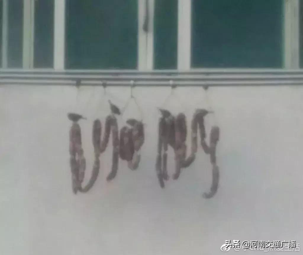 鸟儿偷吃香肠腊肉,香肠腊肉挂外面被鸟吃