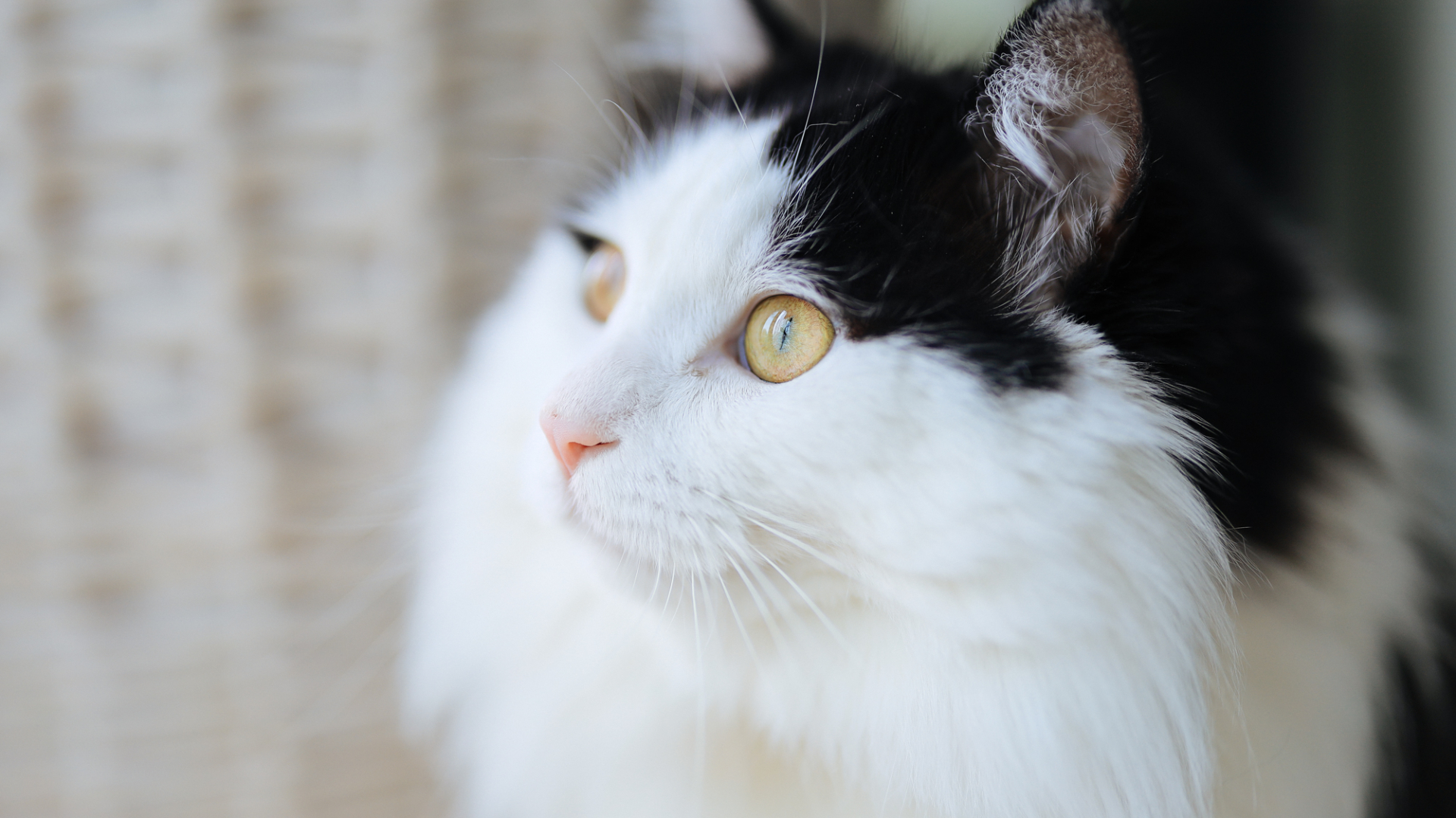 佳能rf50mmf1.8是自动对焦吗,佳能ef50mmf1.8stm标准定焦镜头