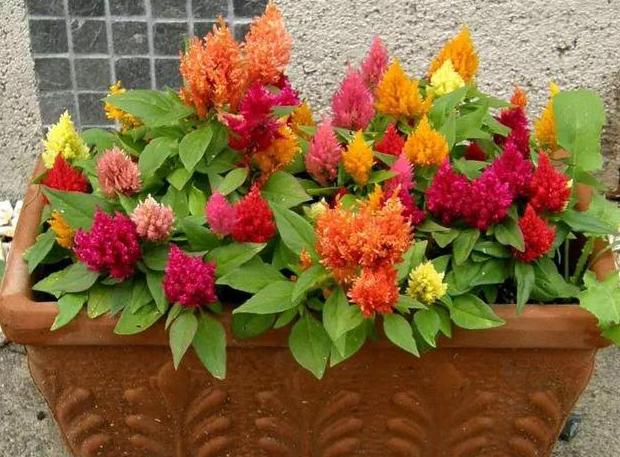 如何让盆栽的花多开花,如何使盆栽的花花期长