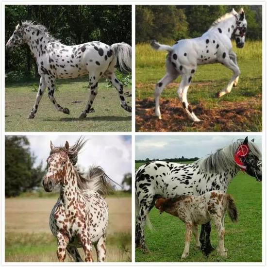 战马颜色,战马的区别