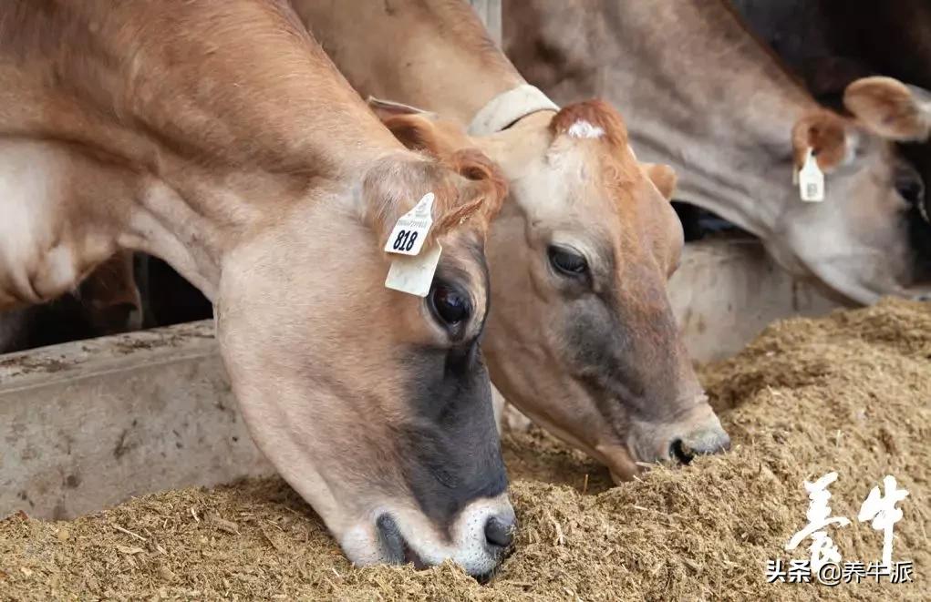 奶牛低钙低钾,经产奶牛低血钙的防治措施