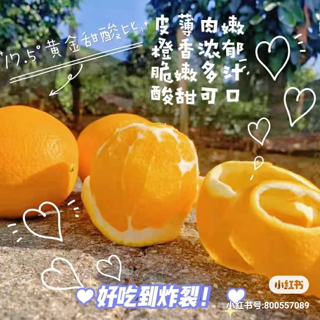 走进赣南脐橙,附近的赣南脐橙