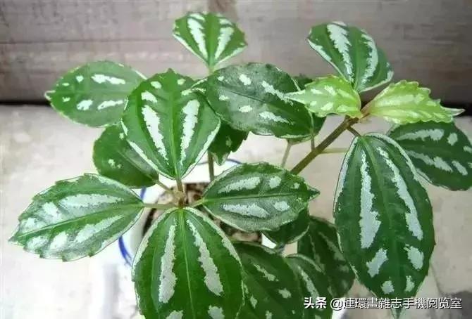 100种常见花卉植物图谱,100种花卉素描图谱