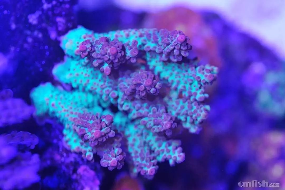 kelo海水灯,kelo灯测评