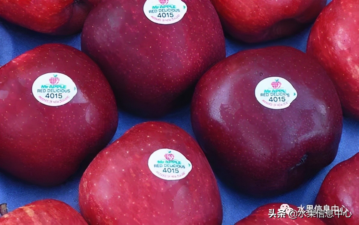 目前最有发展前途的早熟苹果品种,现在最好的富士苹果是什么品种