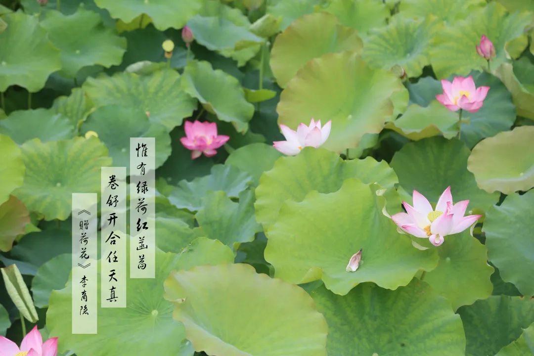 赏荷100首荷花短诗,一起赏荷花的诗词歌赋