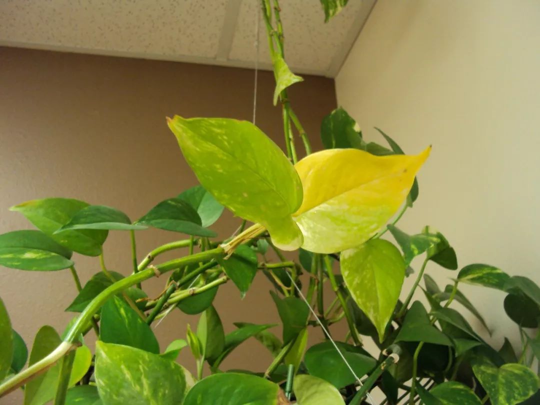 绿萝浇啤酒后叶子突然发黄怎么办,绿萝放在空调房里为什么叶子发黄