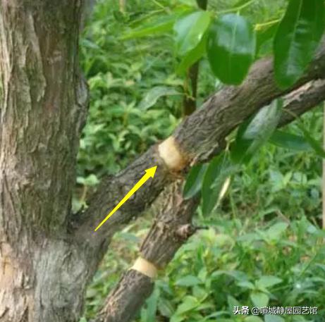 盆景讲究古朴古怪,北方古朴沧桑的老桩盆景