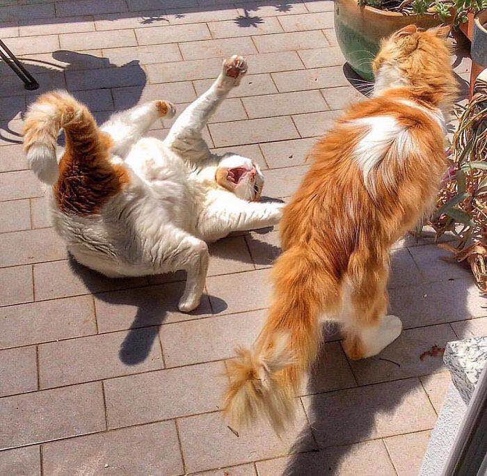 一只可爱的淘气猫,一只调皮可爱的猫