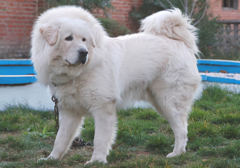怎么防止狗得寄生虫,有狗蚤虫子怎么彻底消除