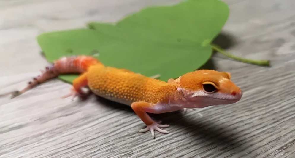 新宠到家笼养几天,新手饲养守宫必备什么品种