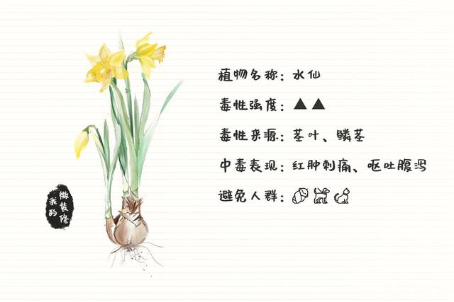 绿萝有毒长寿花有毒吗,绿萝有毒吗什么花有毒