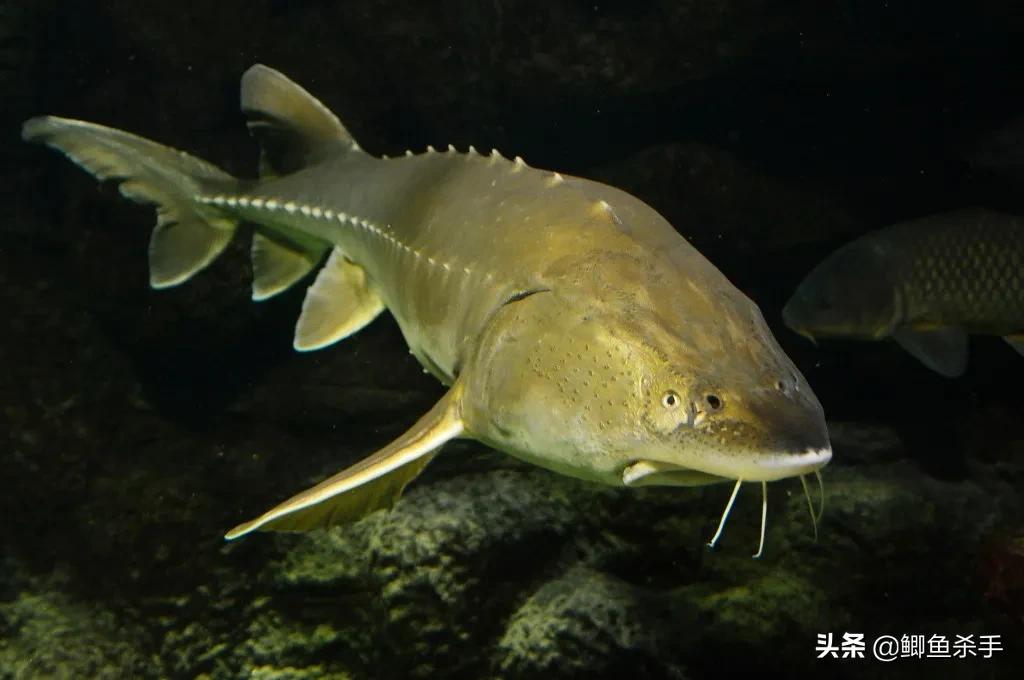 达氏鳇野外灭绝,黑龙江达氏鳇灭绝了吗