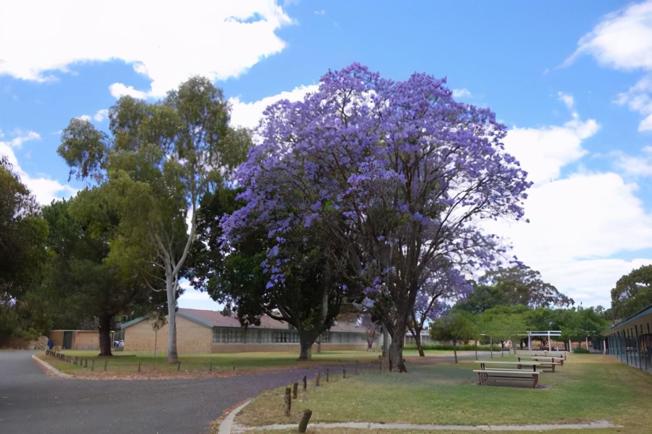 读研选择西澳大学怎么样？