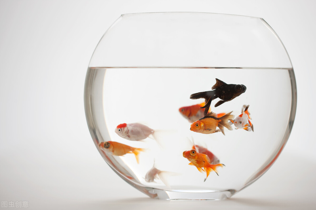 高锰酸钾不可以泡什么鱼,高锰酸钾里不能放什么鱼